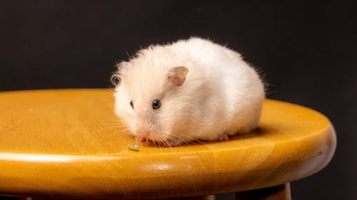 Free 
A Close-Up Shot of a Hamster on a Bar Stool Stock Photo