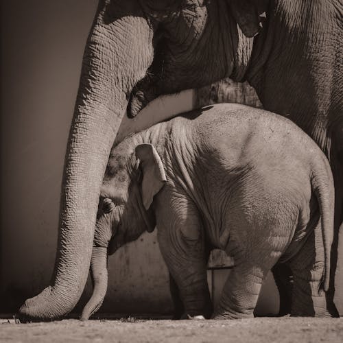 Kostenloses Stock Foto zu afrikanischer elefant, baby, baumstamm