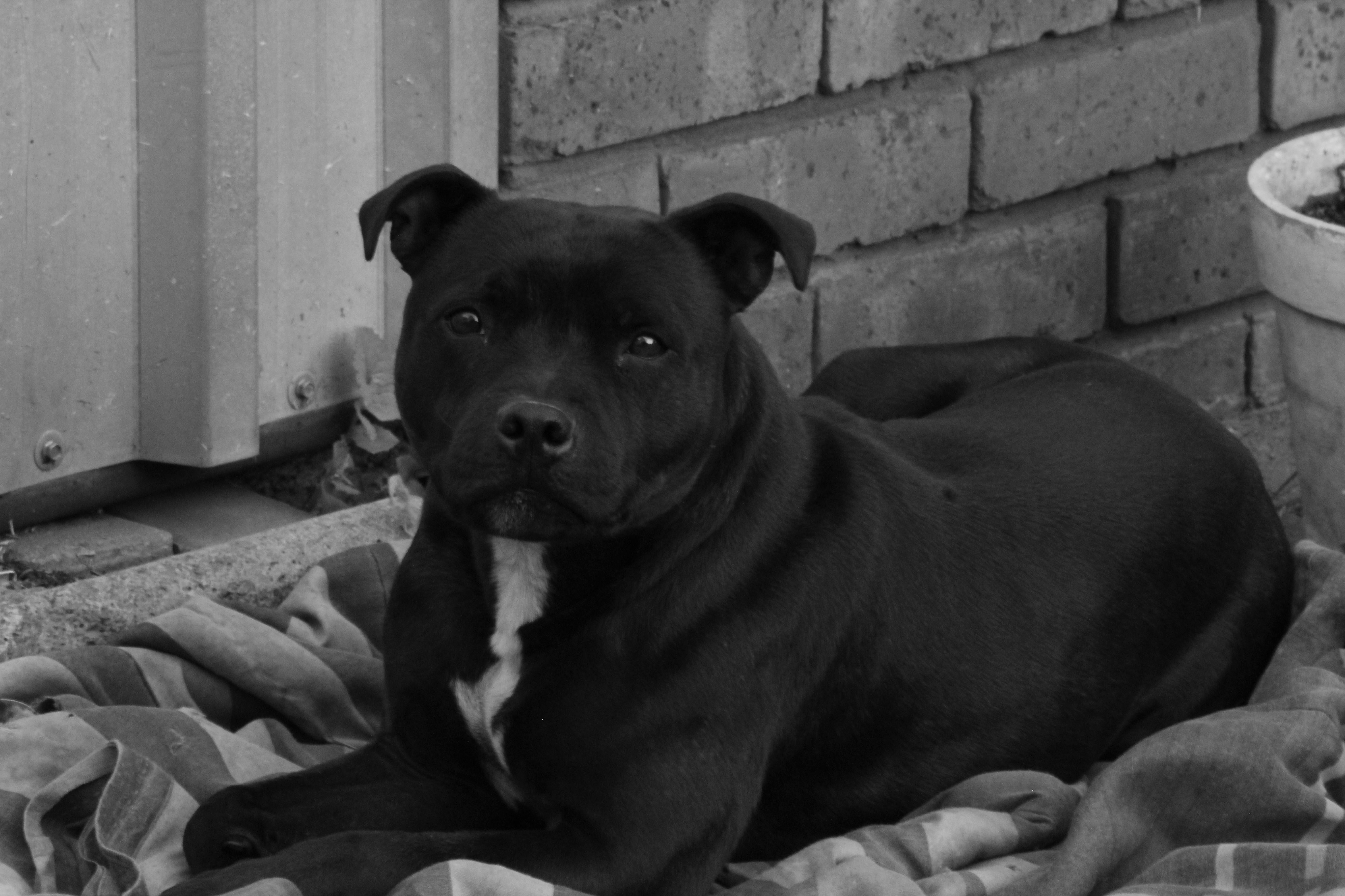 Free stock photo of animal photography, black and white, black dog