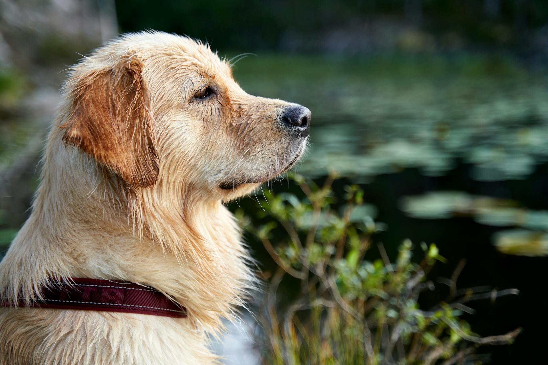 Golden Retriever zit op een grasveld bij een watermassa