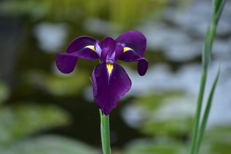 Photograph Of A Purple Iris Flower