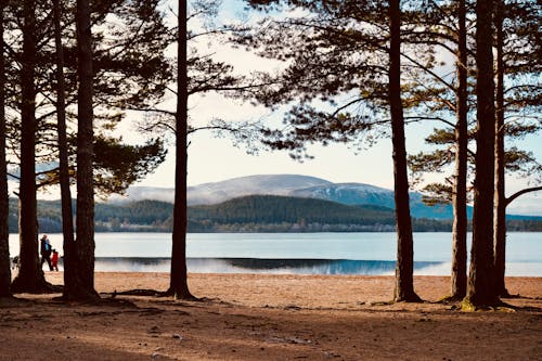 Brown Trees Near Lake