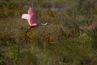Roseate Spoonbill Bird Flying over the Grass