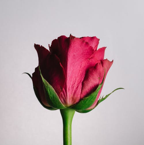 armağan, Aşk, bitki örtüsü içeren Ücretsiz stok fotoğraf