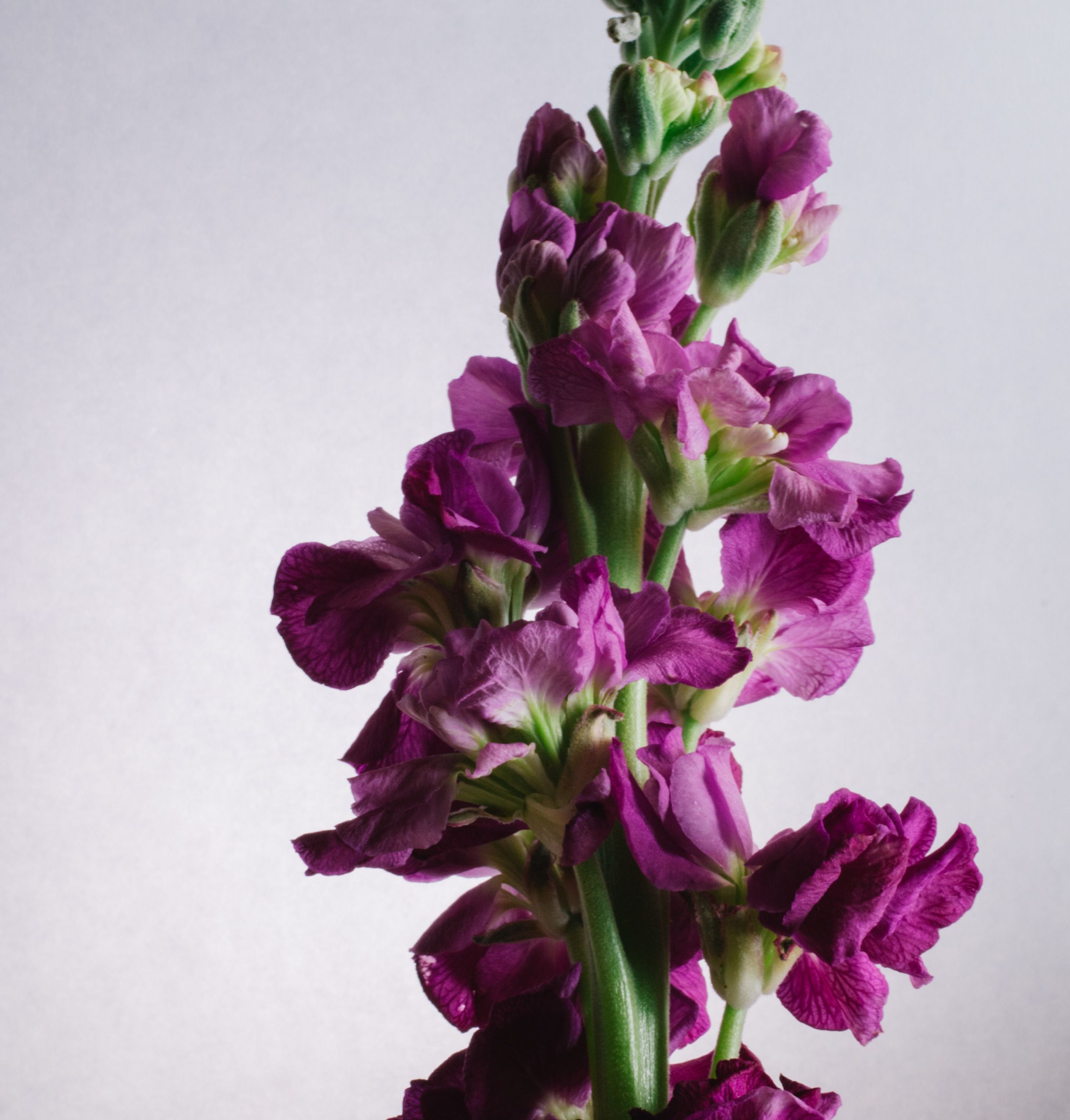 Detailed close-up of a purple hoary stock flower showcasing delicate petals.