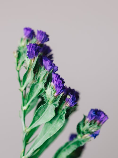 Kostnadsfri bild av blad, blåklint, blomma