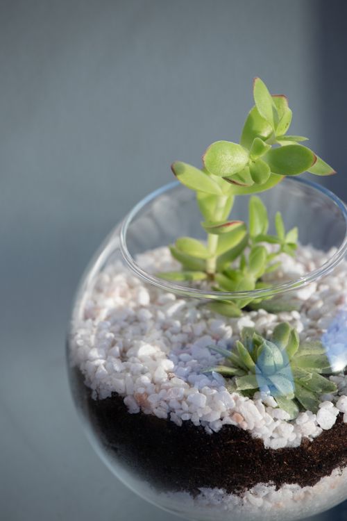 Free Detailed view of a succulent terrarium with rocks and soil in a glass vase, showcasing indoor plant decor. Stock Photo