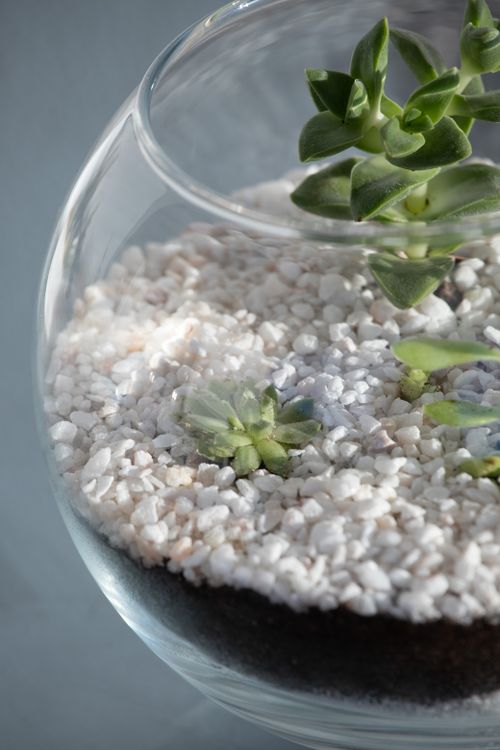 Free Glass terrarium with succulents and pebbles, ideal for indoor garden enthusiasts. Stock Photo