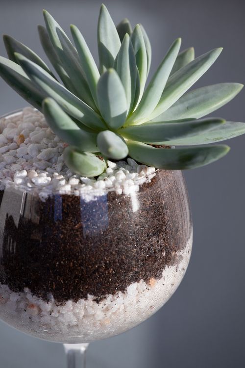 Free A detailed close-up of a succulent planted in a glass terrarium with layered soil and pebbles. Stock Photo