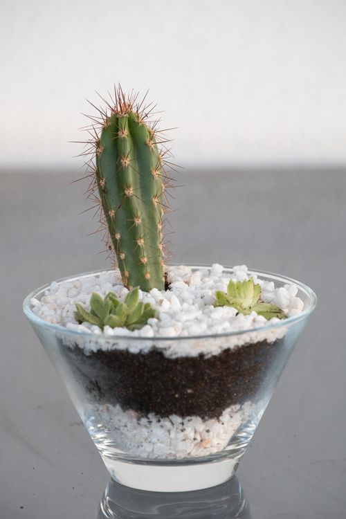 Free Green cactus with spikes in a glass planter filled with white stones. Perfect for decor ideas. Stock Photo