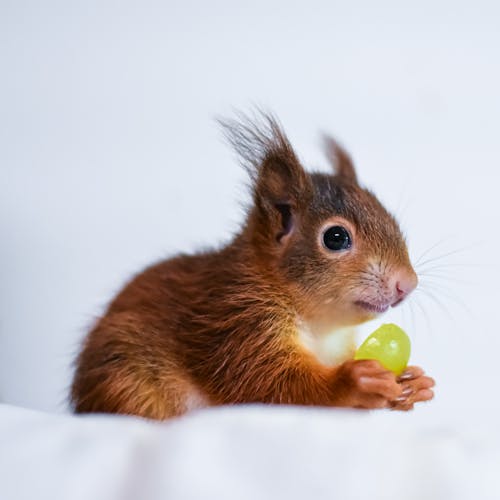 Free A Brown Squirrel Eating Yellow Fruit Stock Photo