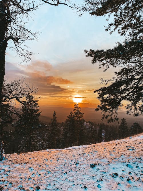 Green Trees on Snow Covered Ground during Sunset
