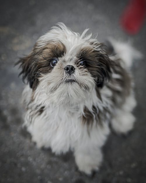 White and Brown Shih Tzu Puppy