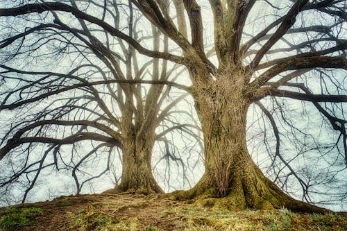 Foto profissional grátis de árvores, declínio, meio ambiente