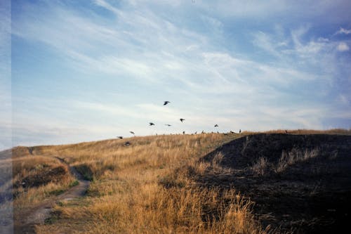 Rural Landscape of a Grassland and Birds Under Blue Sky 
