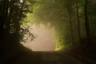 一条土路蜿蜒穿过薄雾笼罩的阳光森林，平和而宁静，带着几分神秘