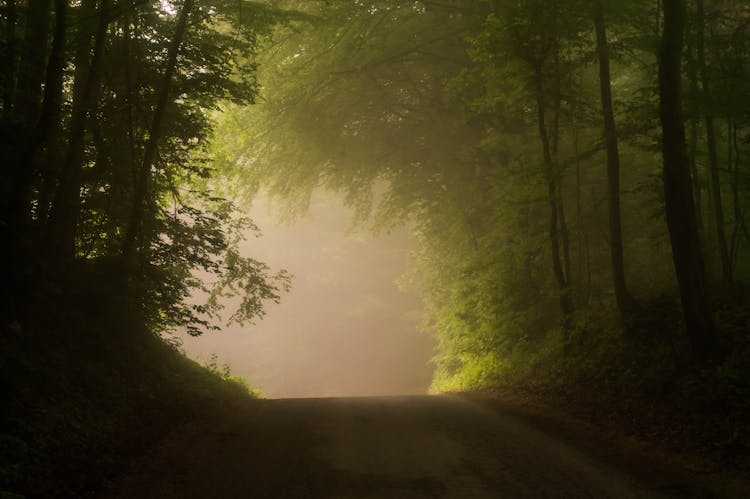 Dirt Road Near Green Forest