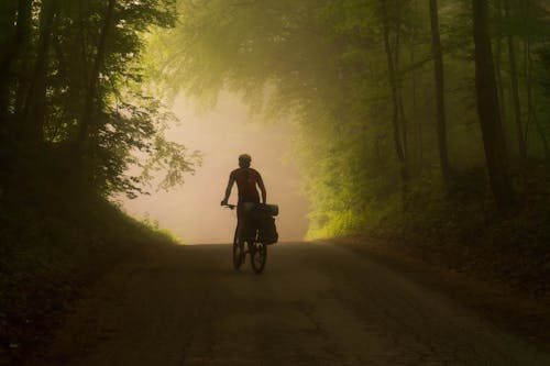 คลังภาพถ่ายฟรี ของ จักรยาน, ต้นไม้, นักขี่จักรยาน
