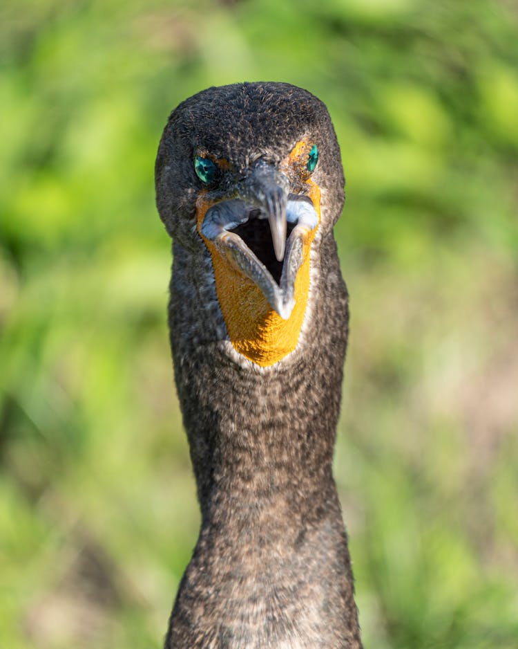 Close Up Of Bird Head