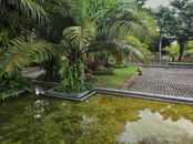 Green Palm Tree Near Body of Water