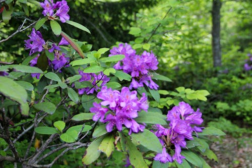 紫色の花の無料の写真素材