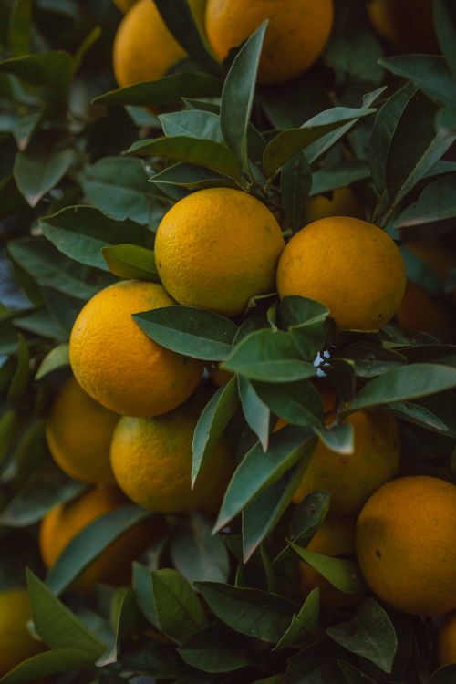 Free A close-up of ripe oranges hanging on a tree showcasing fresh produce in vibrant colors. Stock Photo