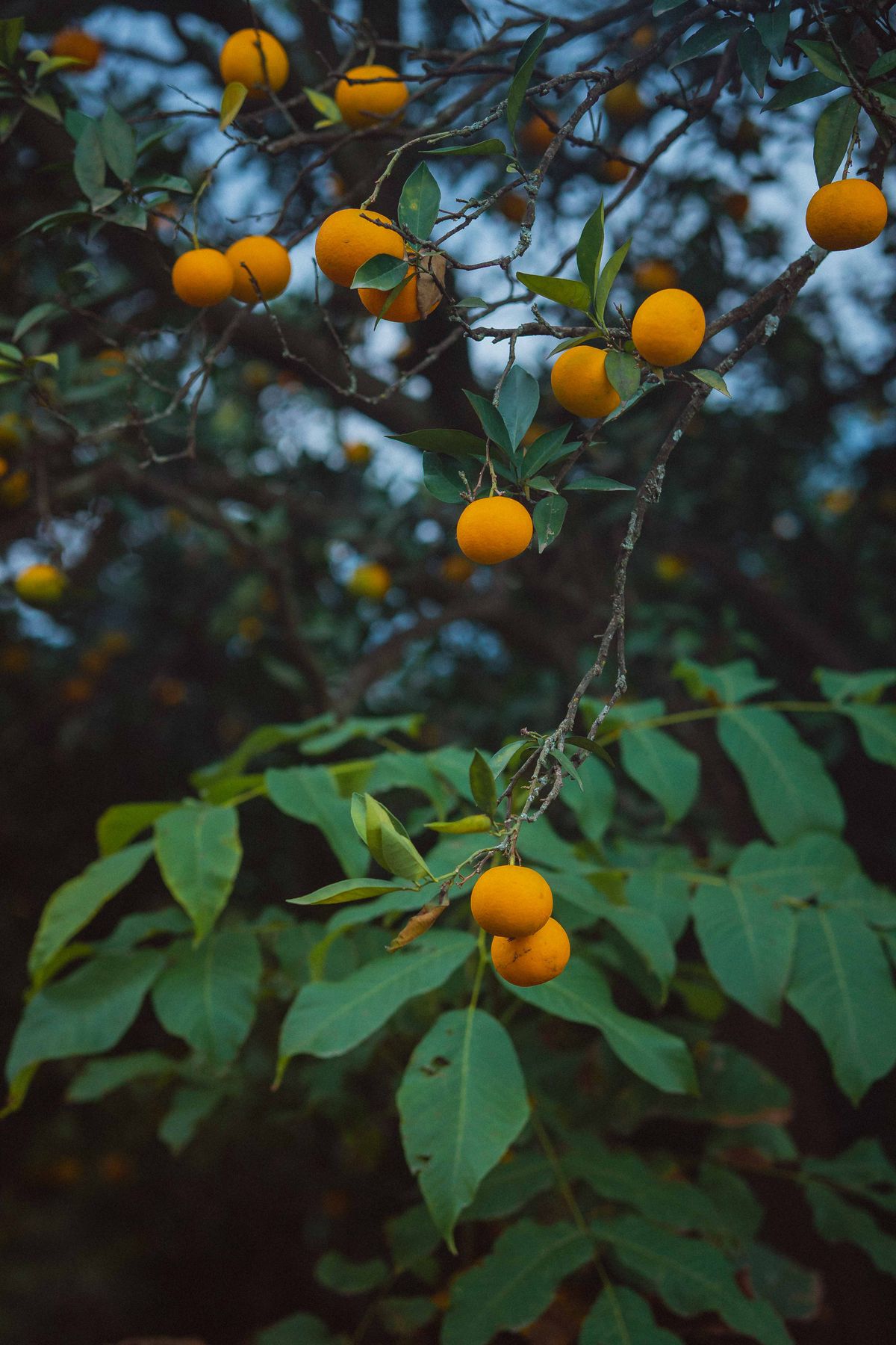 Ripe oranges hanging thick on the branches of a tree in an orchard, dark green leaves around them