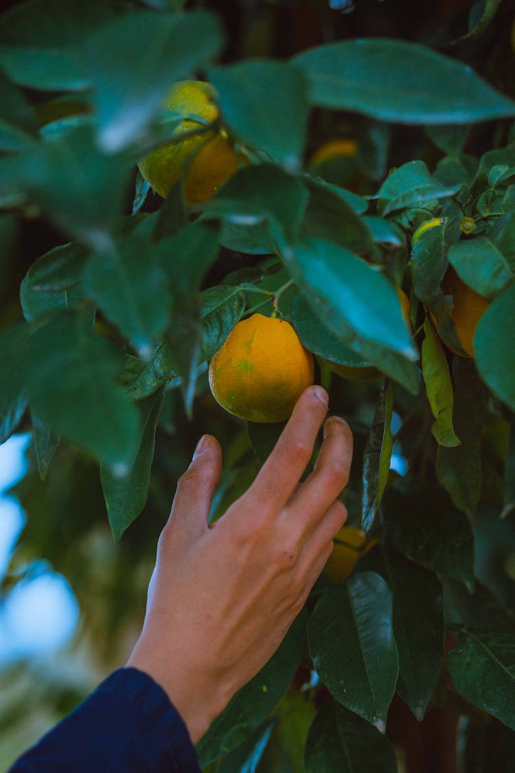 Person Picking A Lemon Fruit From A Tree 