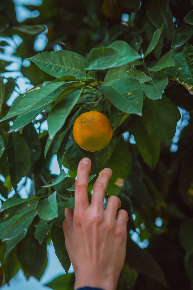 A Person's Hand Reaching For An Orange