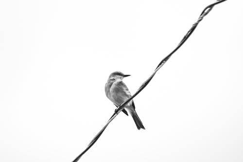 Kostnadsfri bild av fågel, fågel på tråd, fåglar