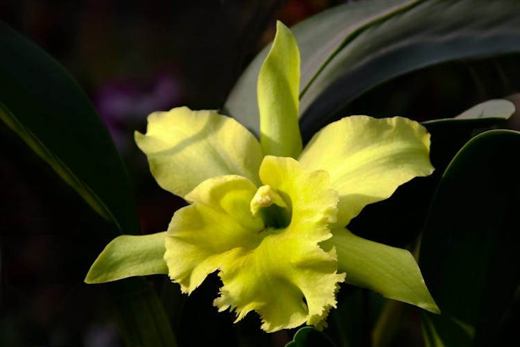 Close-up Photo Of Cattleya Orchids