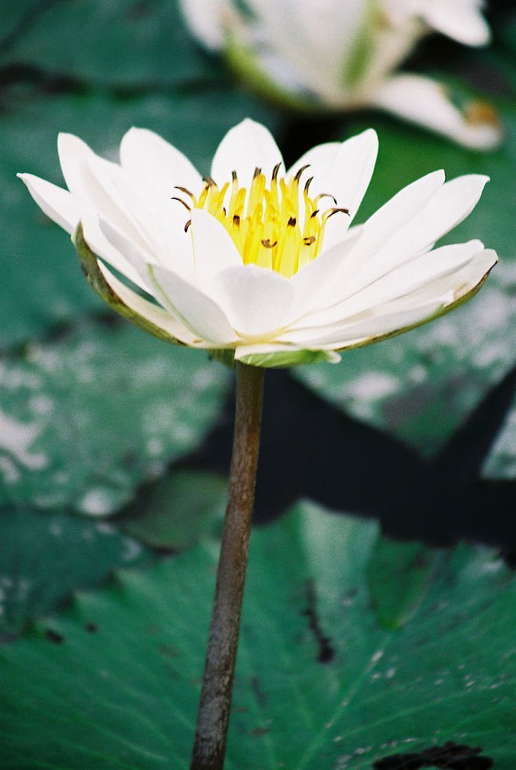 Close-up Photo Of Nymphaea Lotus 