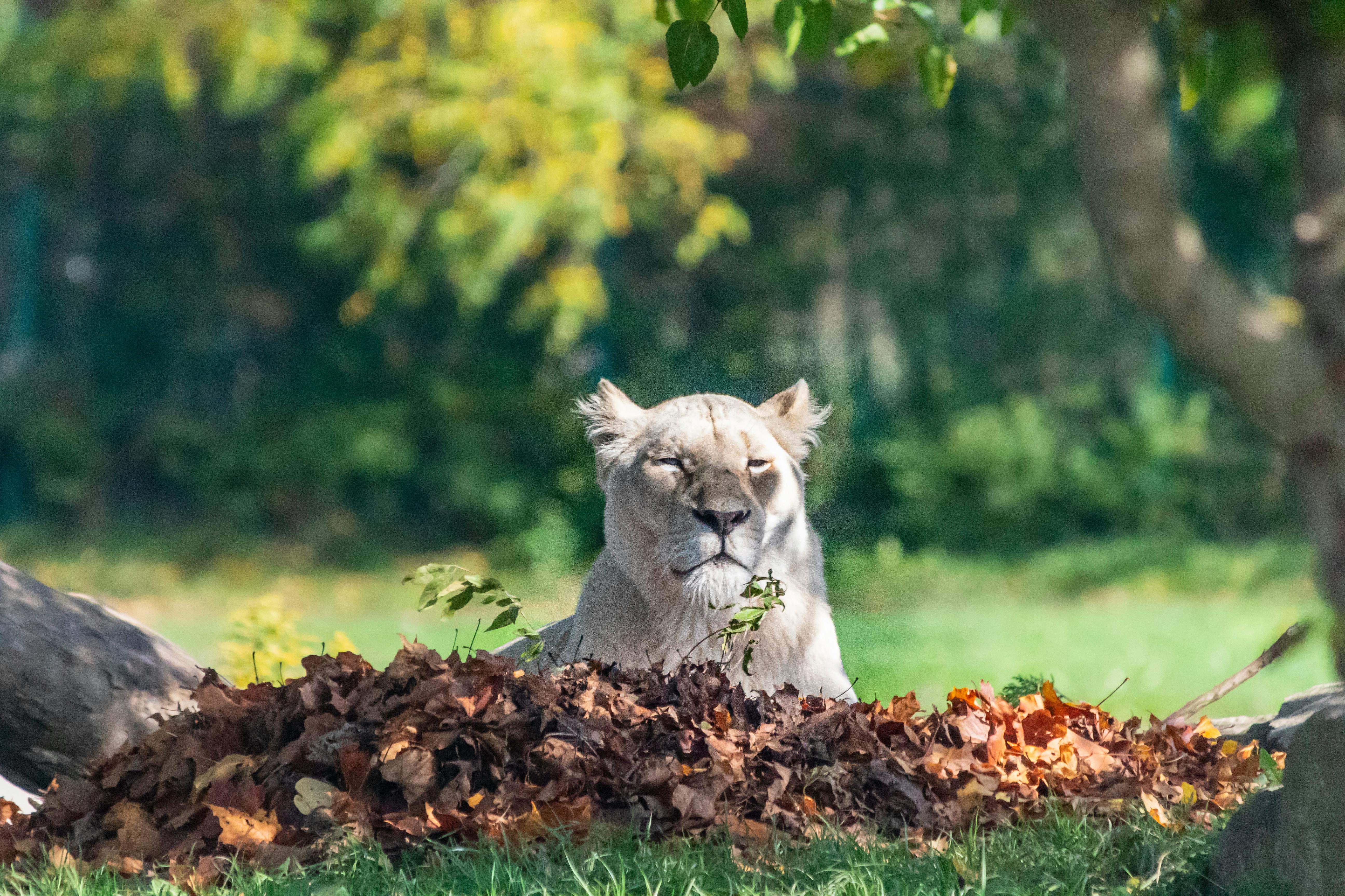 A lioness rests peacefully amidst a pile of autumn leaves in a natural setting.