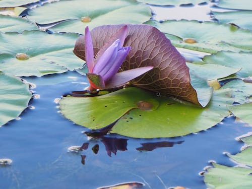 Foto stok gratis bersemangat, flora, fotografi bunga