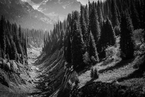 Free Serene mountain landscape with pine trees in monochrome, highlighting nature's tranquility. Stock Photo