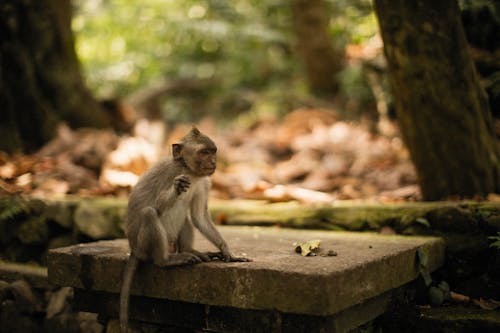 モンキー, 動物, 動物の写真の無料の写真素材