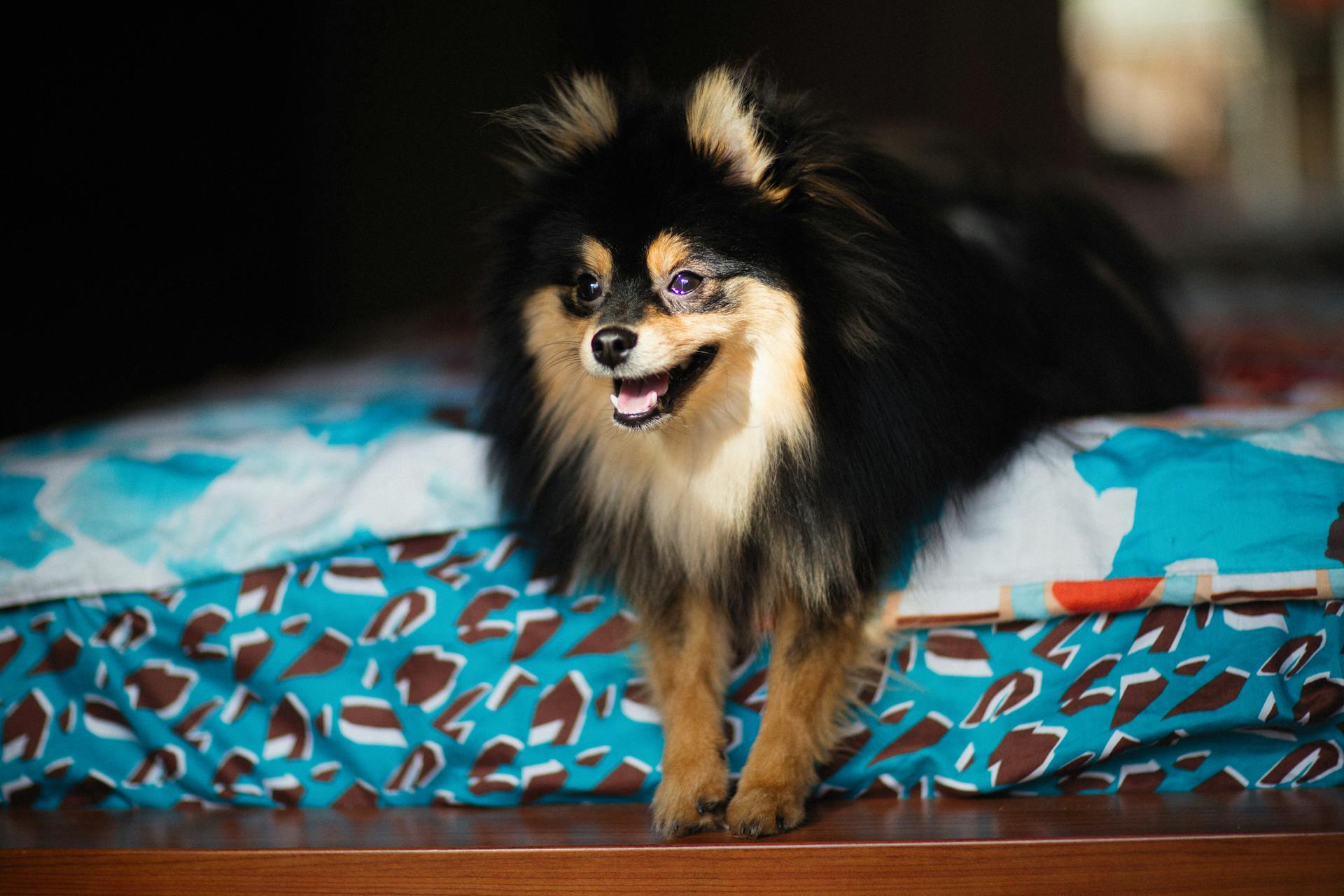 A Black Pomeranian Dog