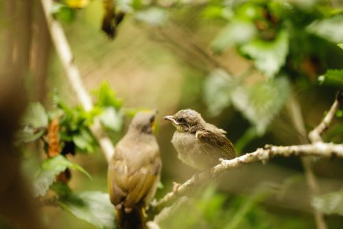 Free Adorable streak-eared bulbuls captured in their natural habitat, showcasing intricate plumage. Stock Photo