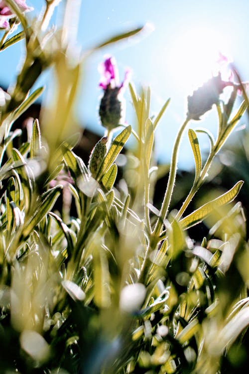 프랑스 라벤더 꽃 주간 선택적 초점 사진