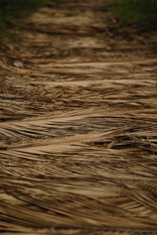 Dried Palm Leaves 