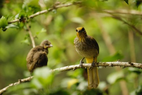 Free Two birds perched on a leafy tree branch, showcasing vibrant feathers in a natural setting. Stock Photo