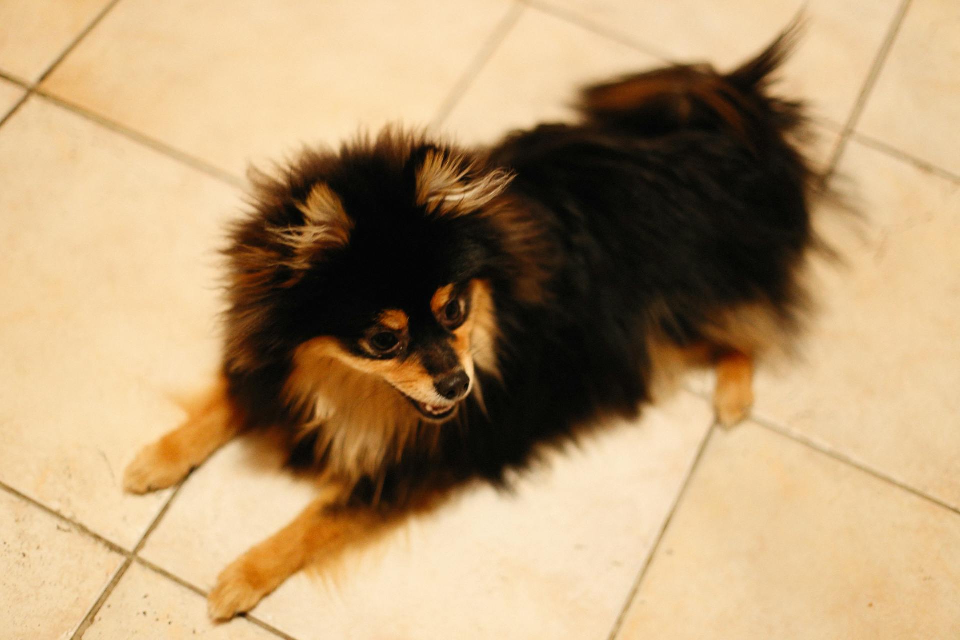 Brown Pomeranian Dog Sitting on the Floor