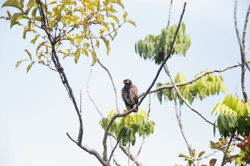 Brown Bird on Tree Branch