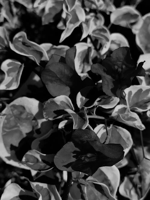 Foto stok gratis berbunga, bunga bugenvil, flora