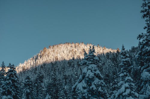Free Snow Covered Trees in the Mountain Forest Stock Photo