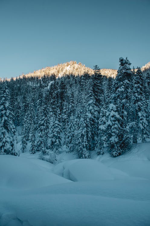 Fotos de stock gratuitas de árboles altos, cielo azul, congelado