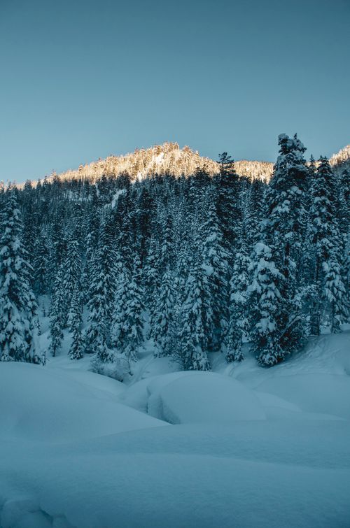 Free Captivating snowy forest with towering trees and mountain under a clear blue sky. Stock Photo