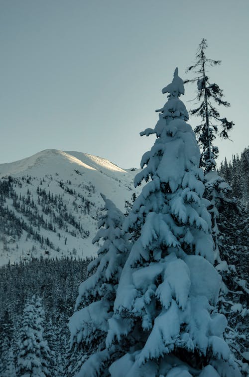 Kostenloses Stock Foto zu bäume, berge, icee