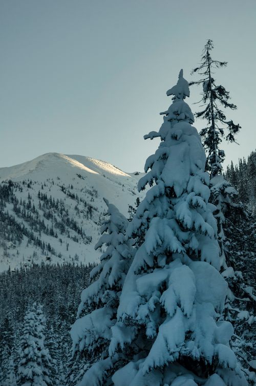 Free Majestic snowy mountain landscape with snow-covered evergreen trees under clear sky. Stock Photo
