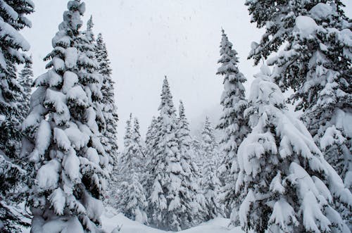 Low-Angle Shot of Pine Trees Covered with Snow during Winter